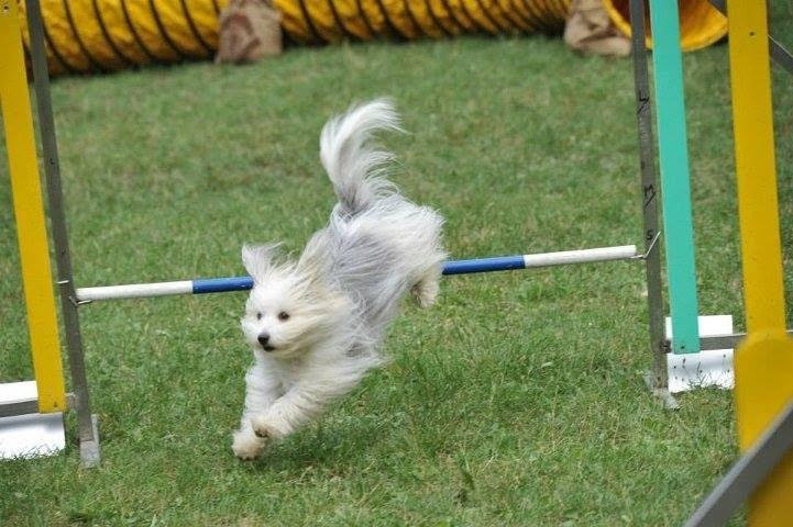 Agility 1.jpg