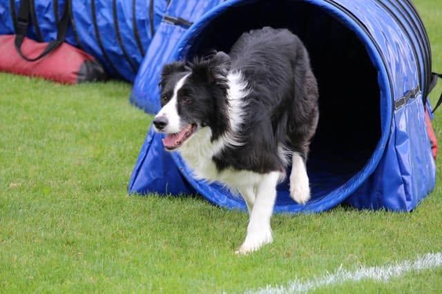 Agility 3.jpg