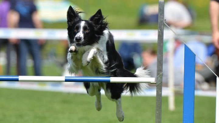 Agility couverture.jpg